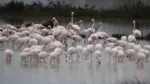 «Μαγικό» video από το Κοτύχι