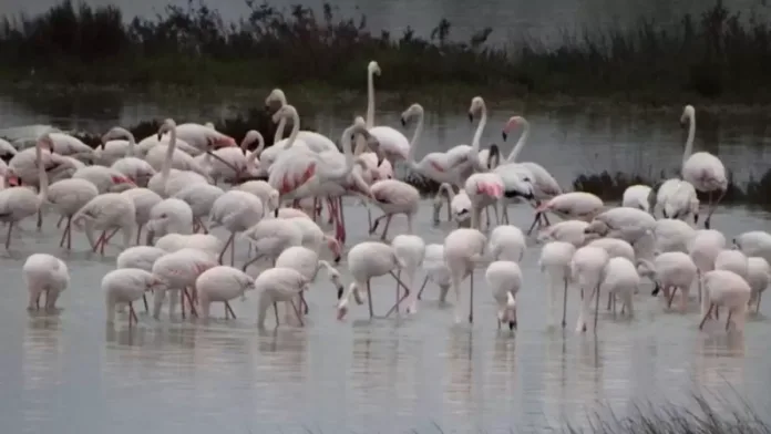 «Μαγικό» video από το Κοτύχι