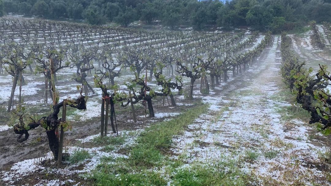 «Τραγωδία» από το χαλάζι στην Ηλεία