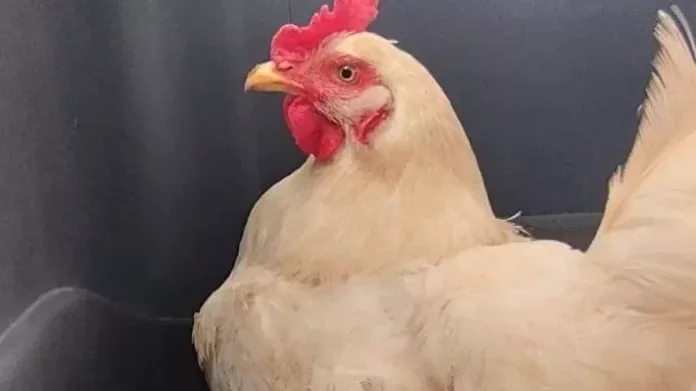 Κότα σώζει κουκουβάγια