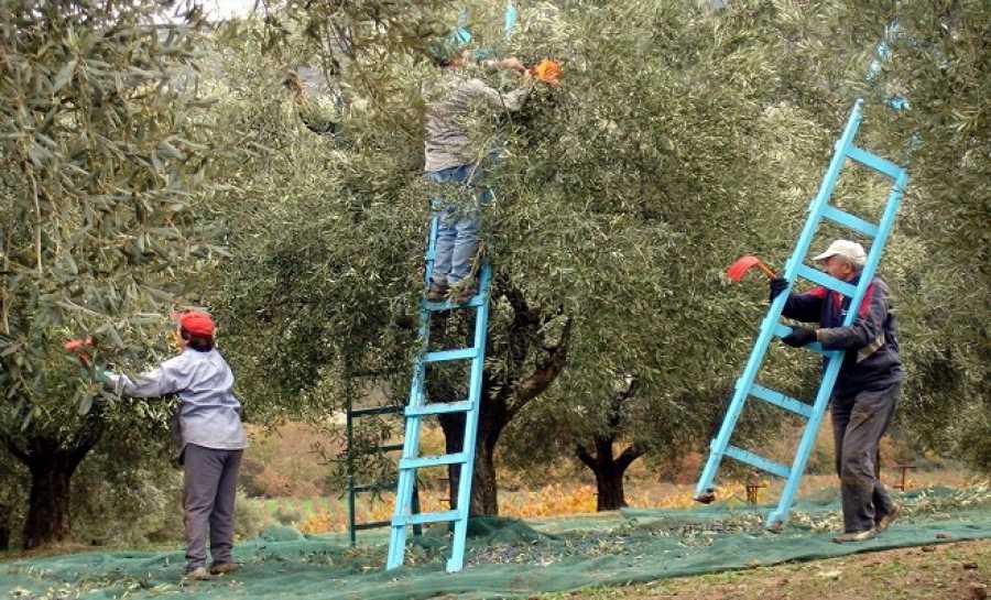 Εισφορά Δακοκτονίας