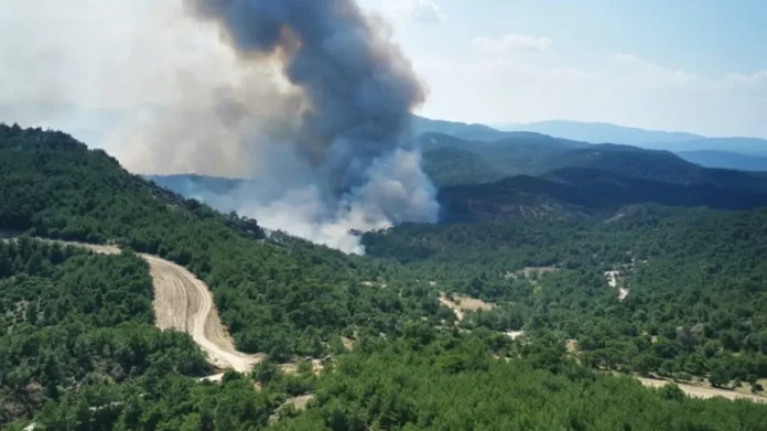 Έκανε πίσω η εταιρεία που ήθελε να φτιάξει αιολικό σταθμό μέσα στο δάσος της Δαδιάς