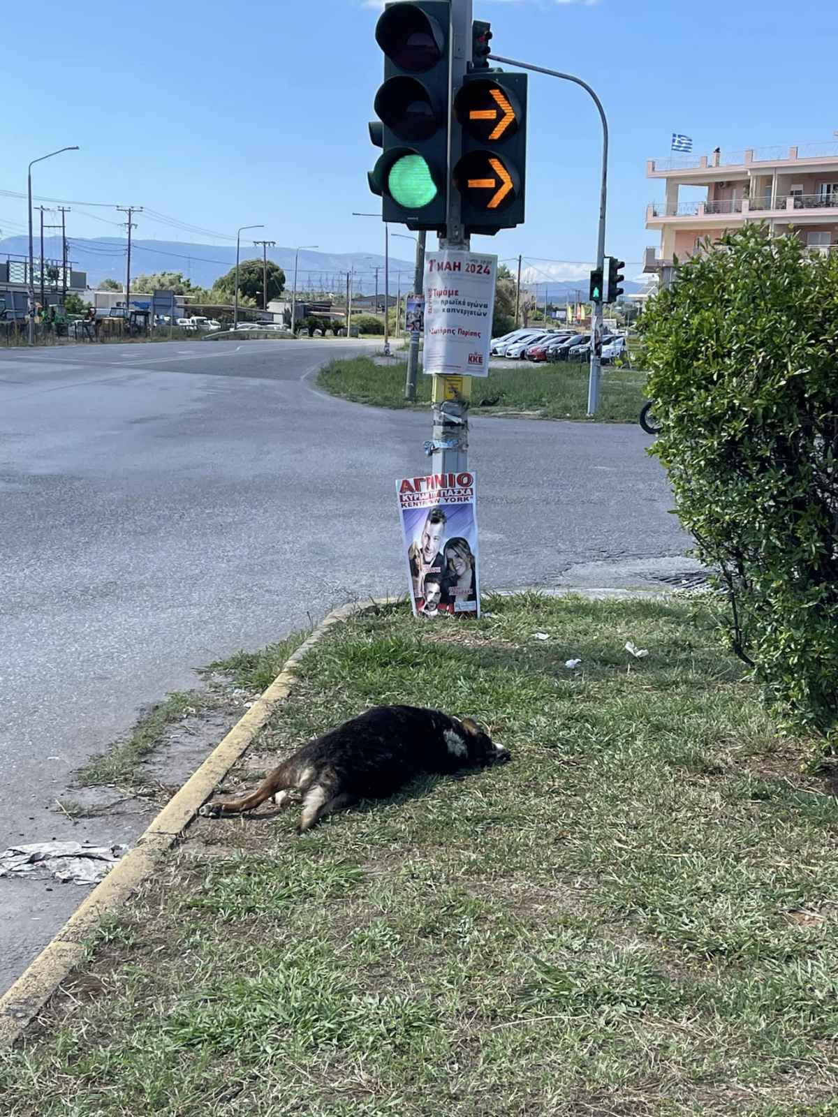 Φρίκη προκαλεί θέαμα με νεκρούς σκύλους στο Αγρίνιο