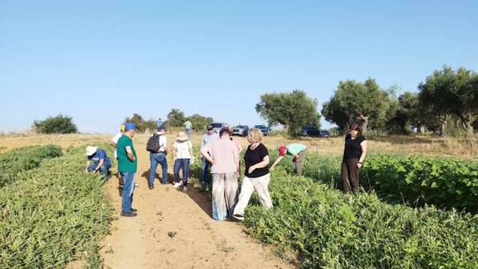 Σύλλογος Γεωπόνων Ελευθέρων Επαγγελματιών