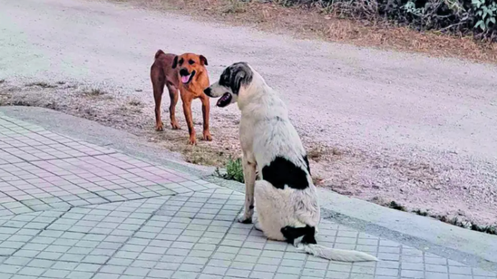 Επιθέσεις αδέσποτων σκυλιών στην λαχαναγορά της Πάτρας