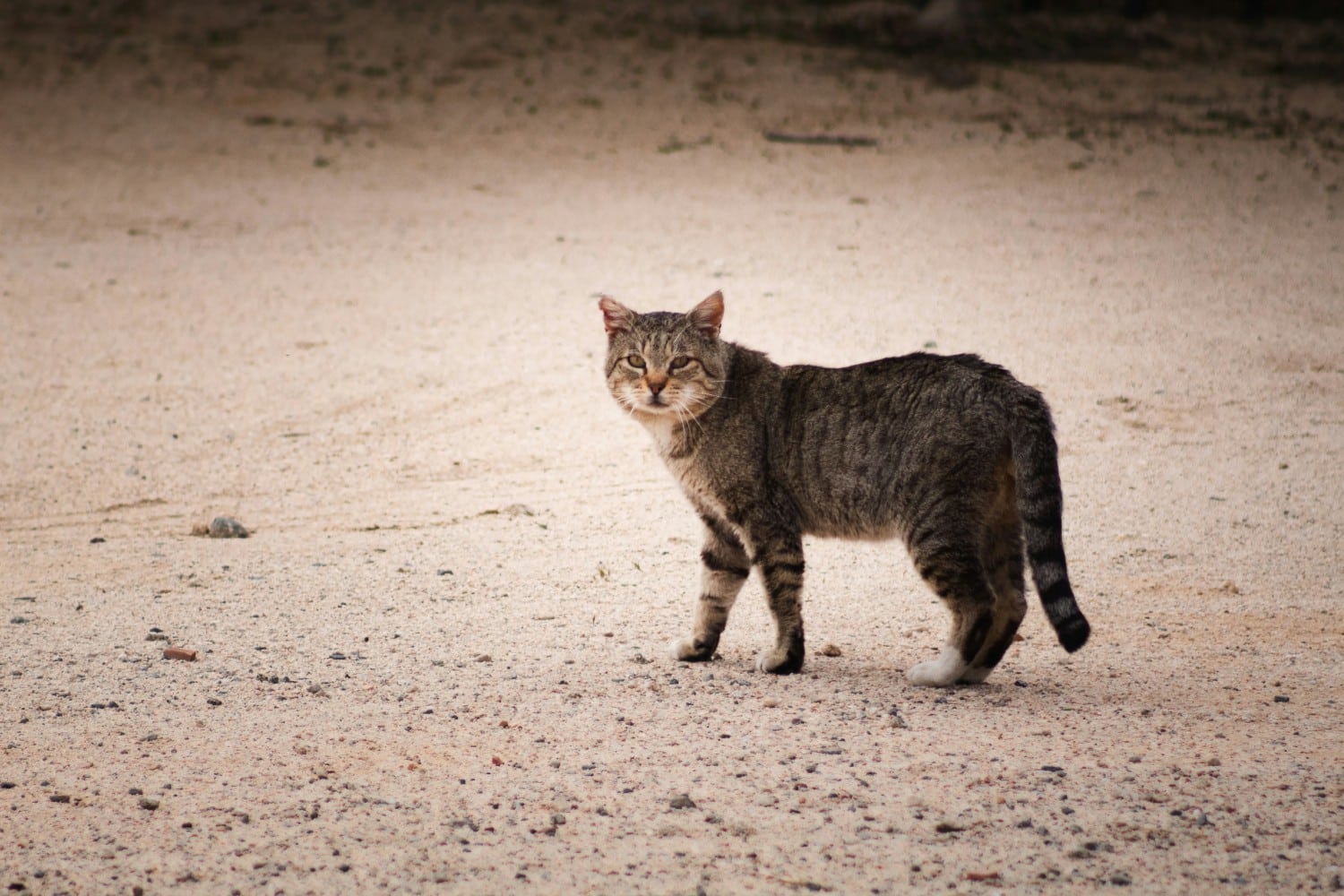 gata cat 21 5 2024