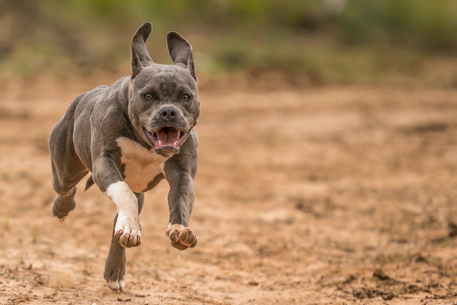 skylos pitbull dog skilos