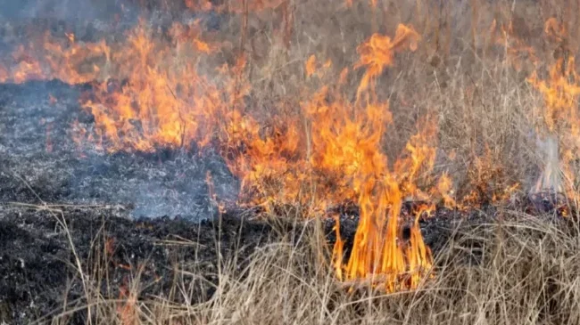 Πρόστιμο σε άνδρα που έκαιγε ξερόχορτα