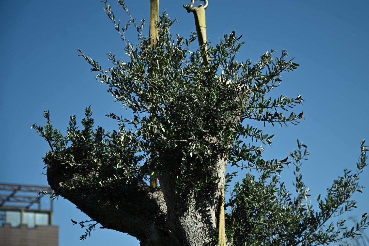 elia 11 11 24