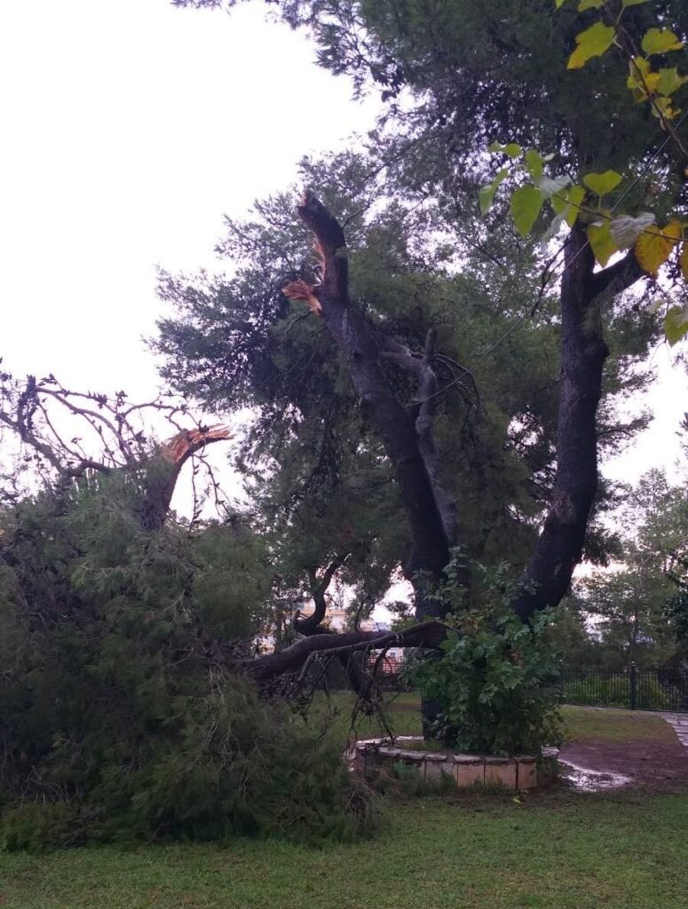 Προσοχή με την κακοκαιρία προκαλείται πτώση δένδρων στο Επαρχείο του Πύργου