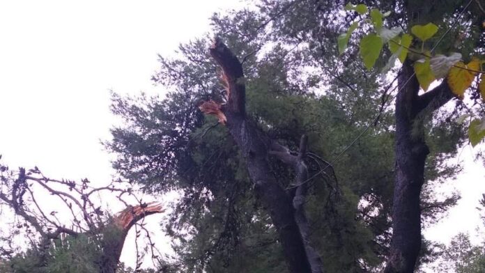 Προσοχή πτώση δένδρων στο Επαρχείο του Πύργου