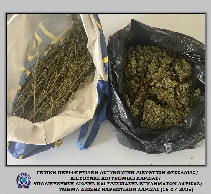 elas dendryllia kannabhs larissa 16 07 2025 2
