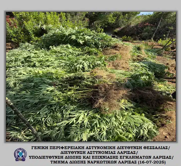 elas dendryllia kannabhs larissa 16 07 2025 3