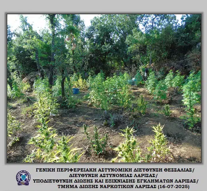 elas dendryllia kannabhs larissa 16 07 2025 4
