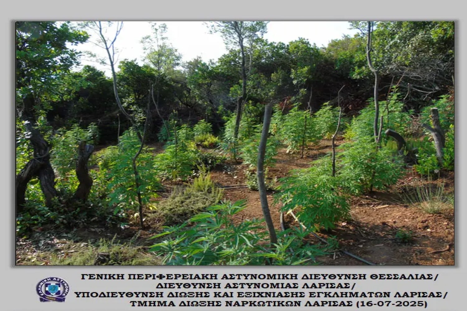 elas dendryllia kannabhs larissa 16 07 2025 5