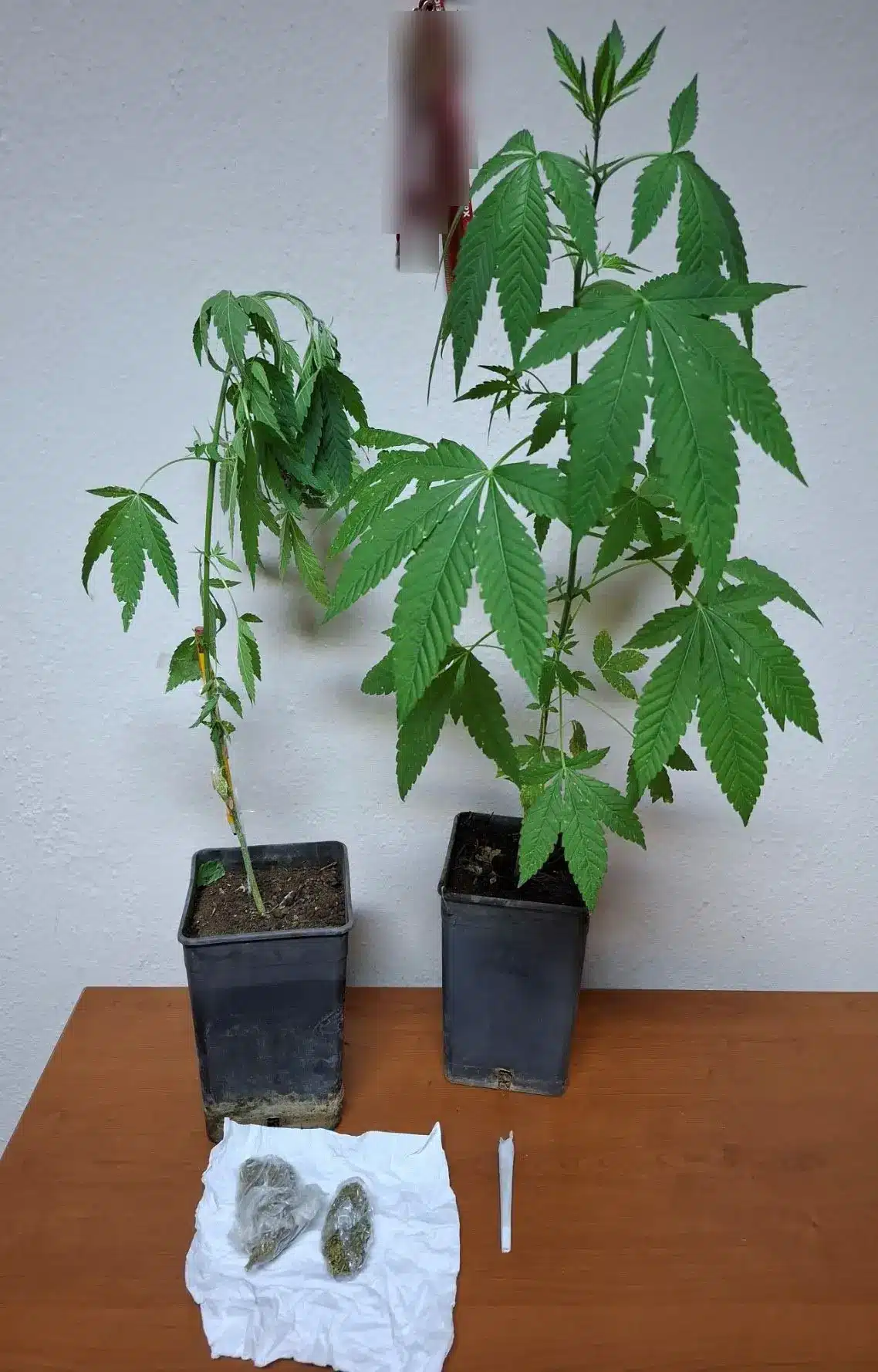 florina elas dendrylia 29 07 2025
