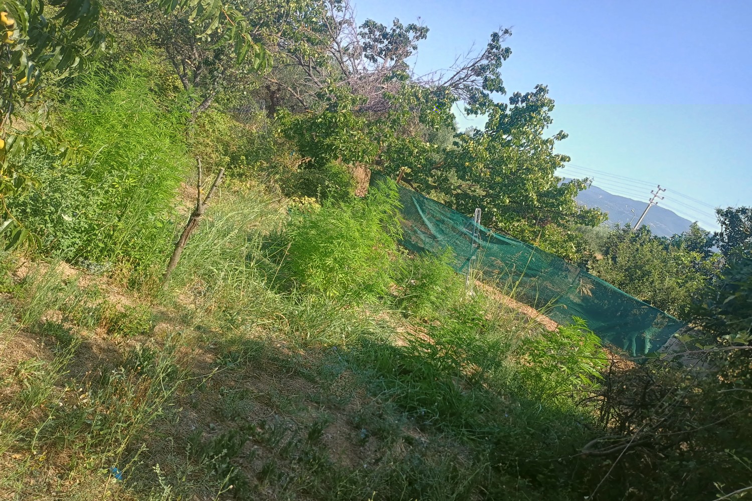 mesologgi narkotika elas 17 07 2025 3