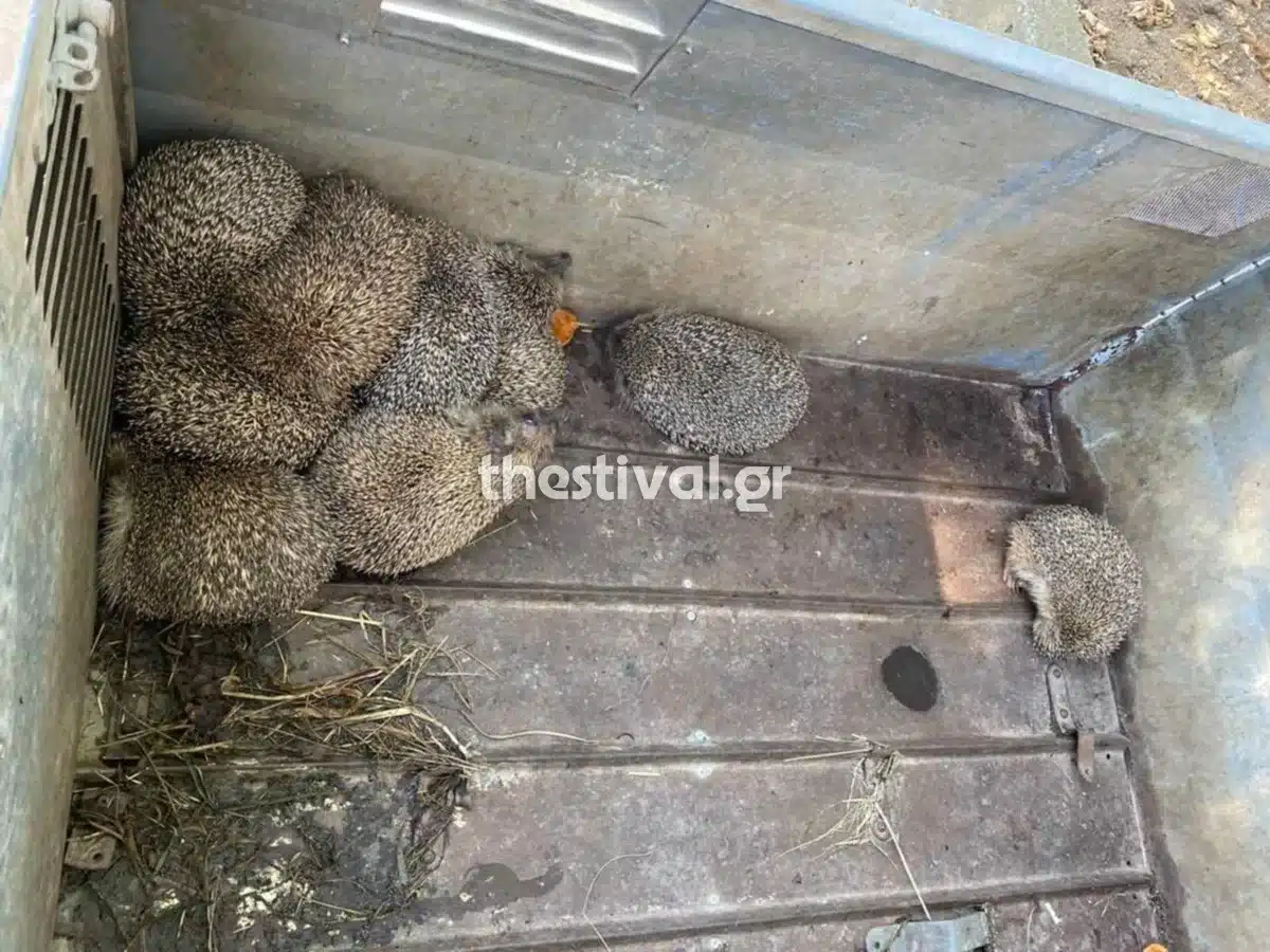 skantzoxoiroi 1.jpg