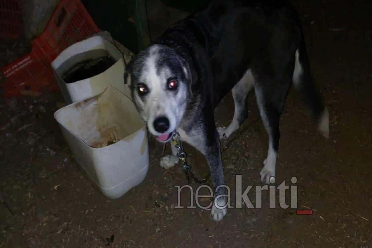 skylia kriti 2 7 25