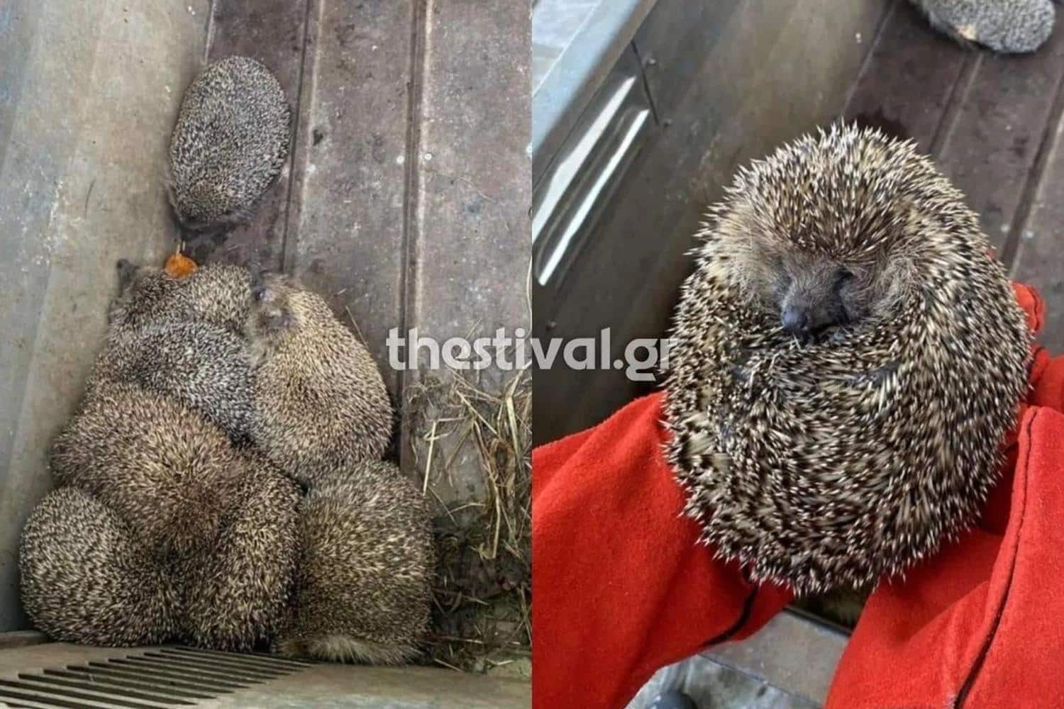 thessaloniki entopistikan 11 skantzochoiroi kratoumenoi se tmima vinteo eikones 28 7 25