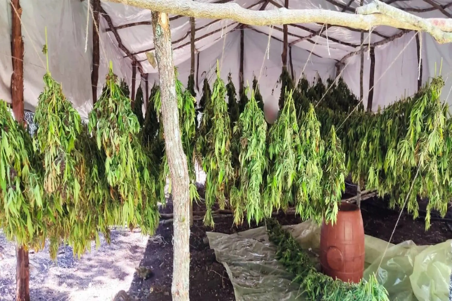 kannabhs aitoloakarnania elas 07 08 2025 1