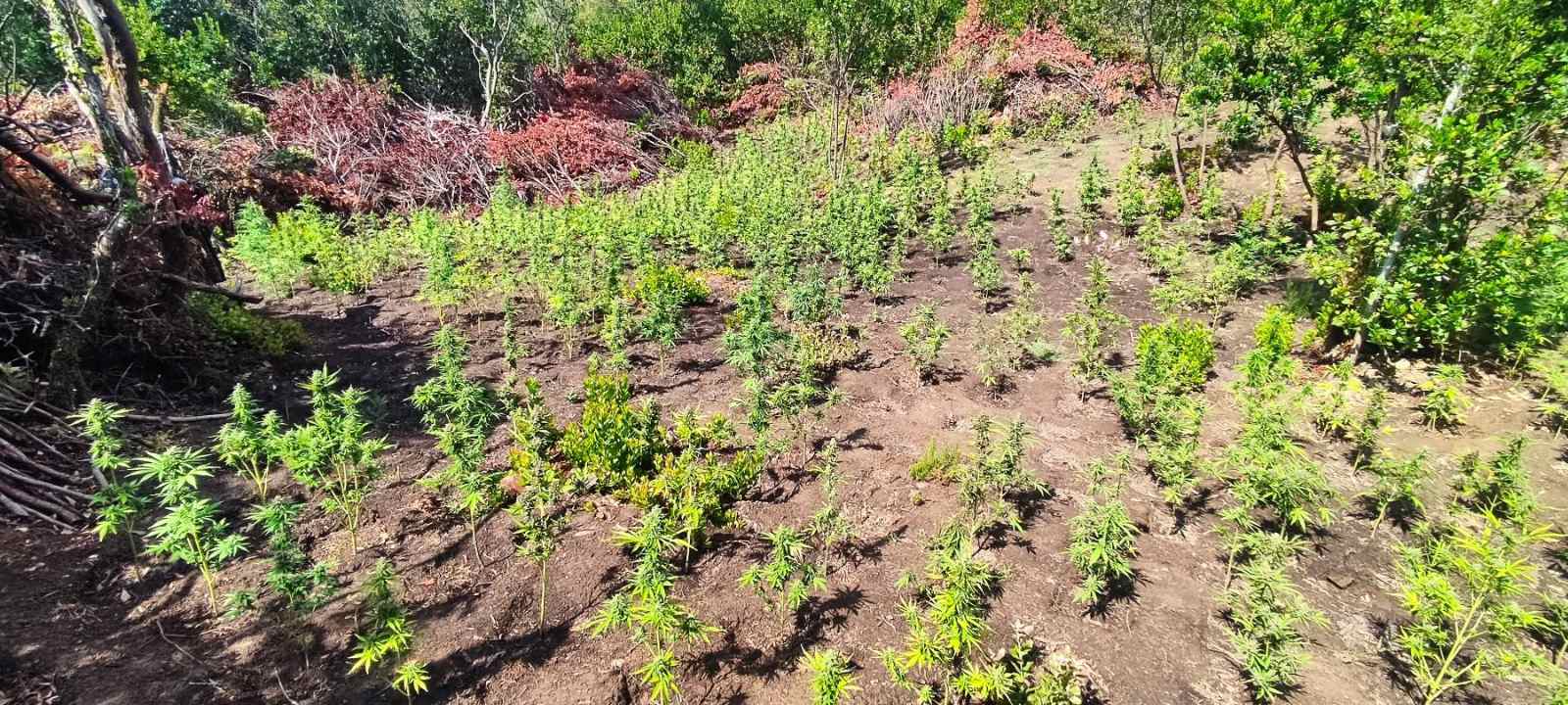 kannabhs aitoloakarnania elas 07 08 2025 5