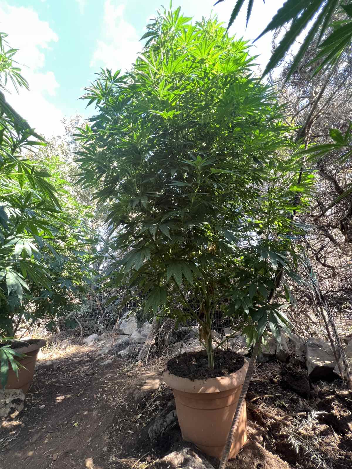 rethimno fyteia elas 28 08 2025 2
