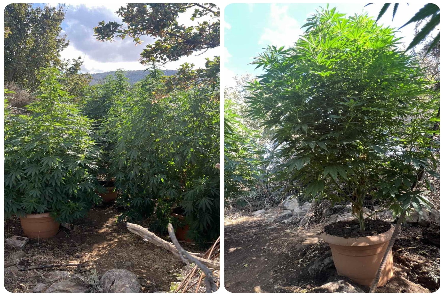 rethimno fyteia elas 28 08 2025 3 1 1