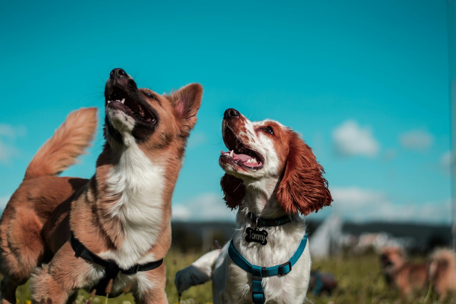 dogs skylia 24 8 2025