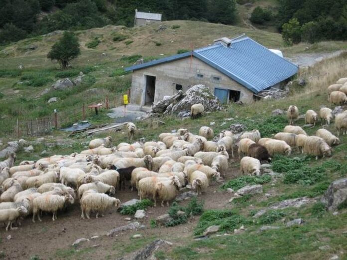 Ηλεία (Πηνεία): Τοπικές αρχές και κτηνοτρόφοι αντιμετωπίζουν τον καταρροϊκό πυρετό