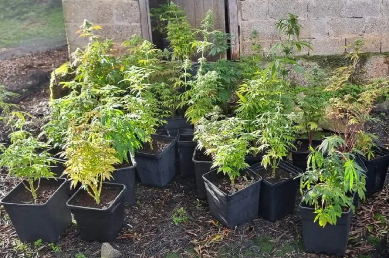 kannavi kerkyra 27 1 2026