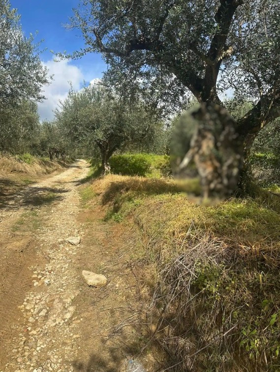 skylos messinia