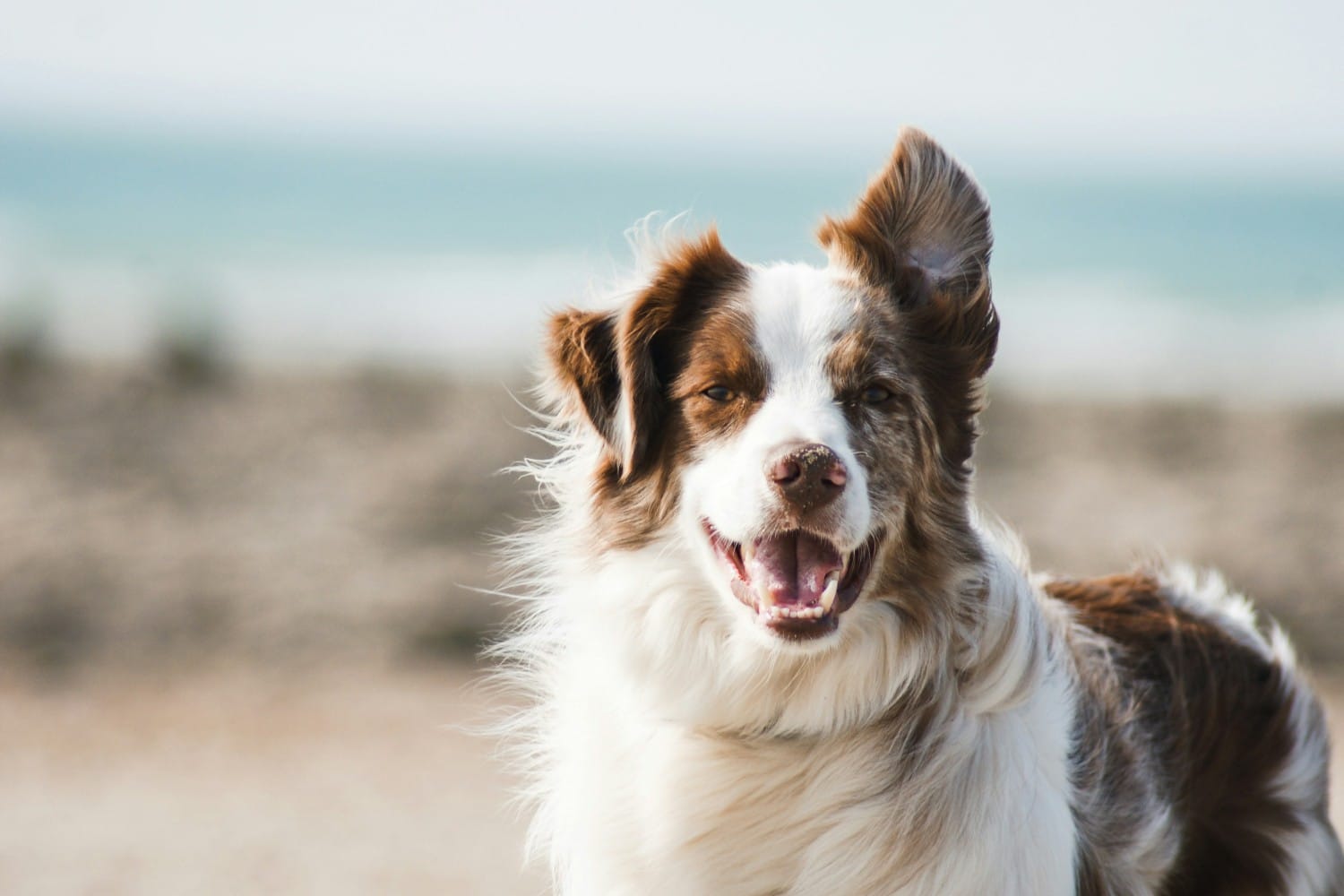 skylos dog 15 3 2026