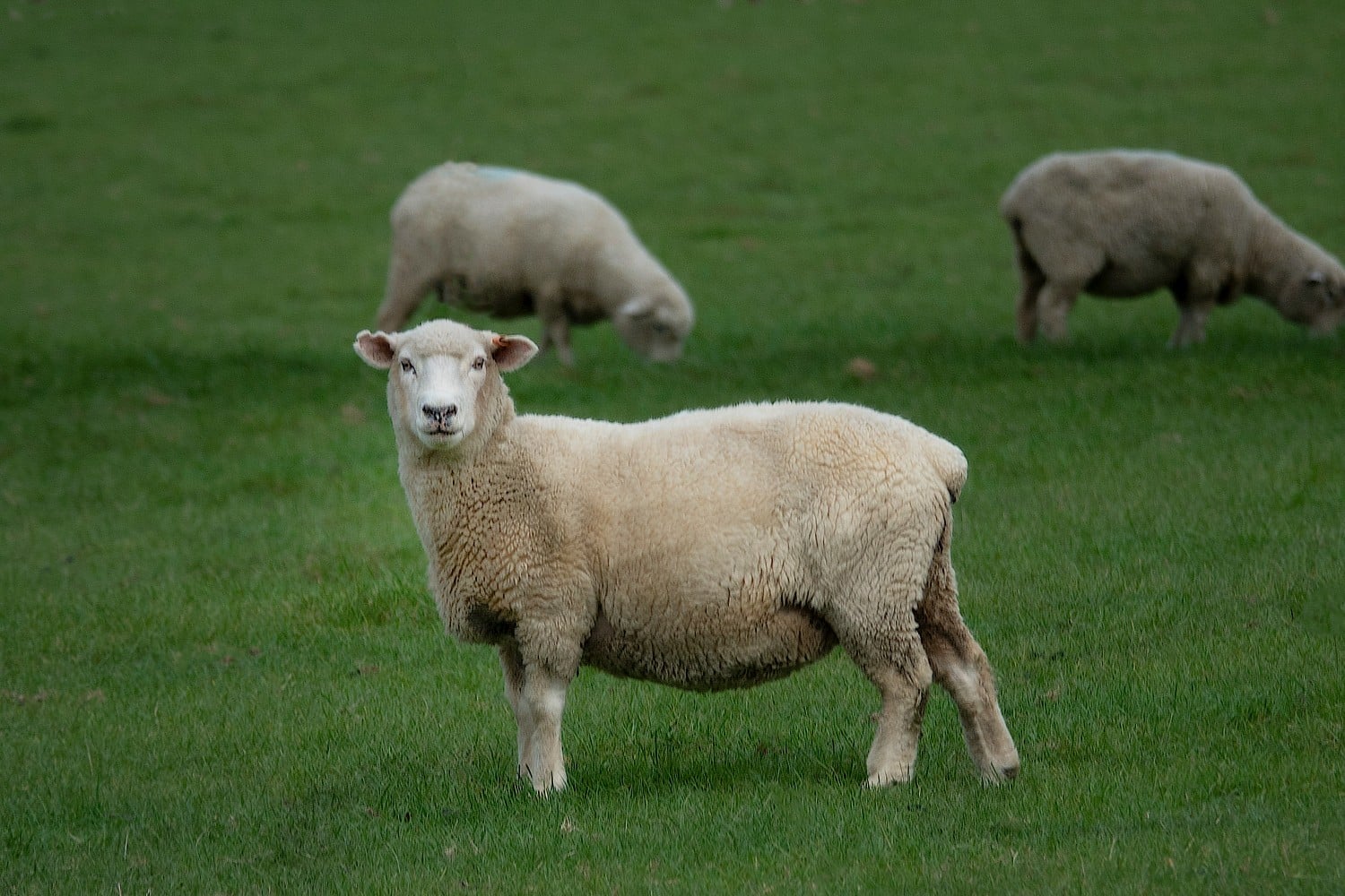 provata sheep 5 4 2026