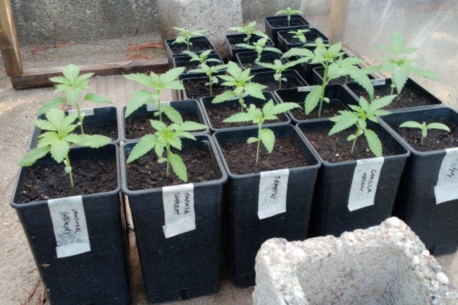 ileia narkotika 20 5