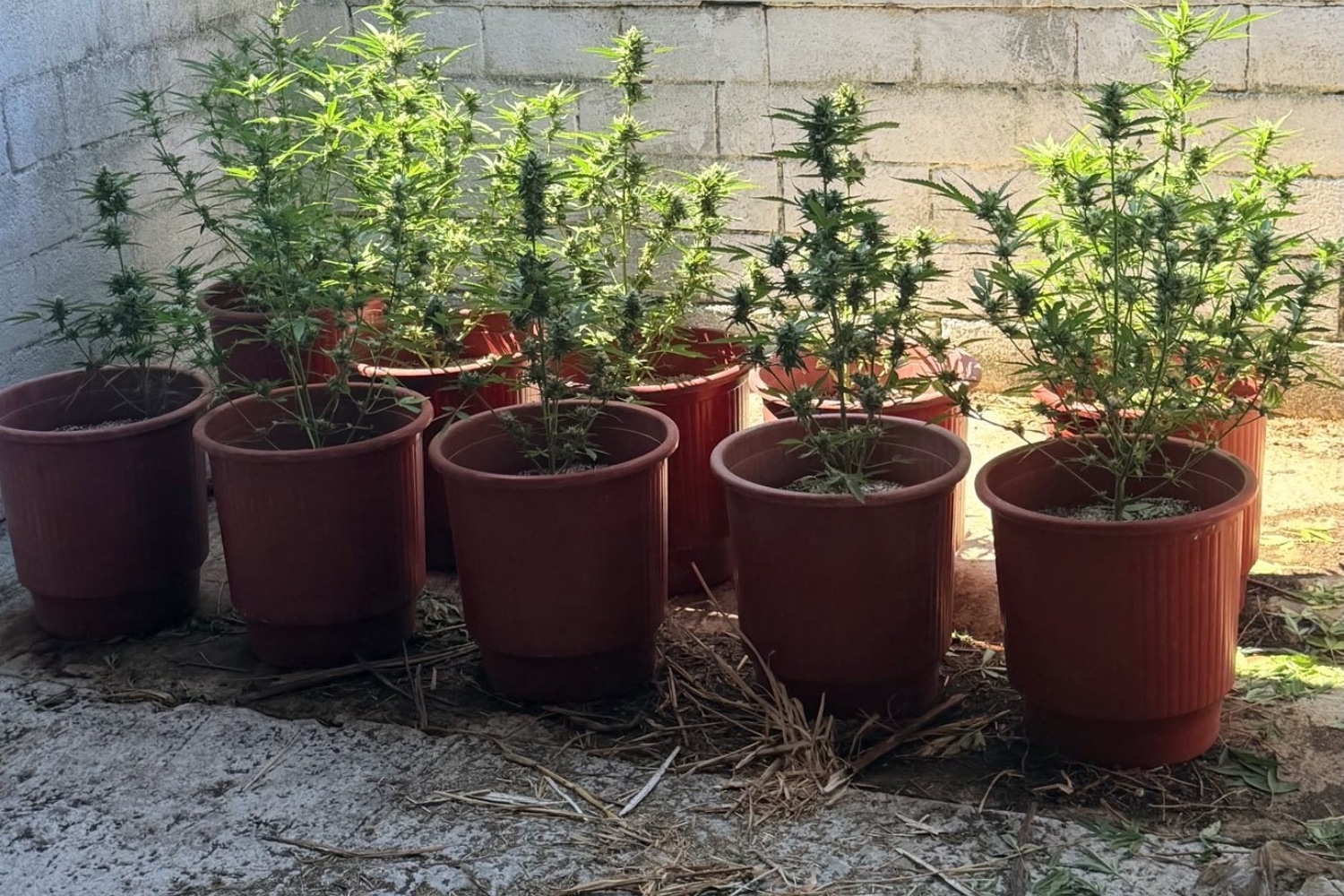 kannavi lesvos 30 7